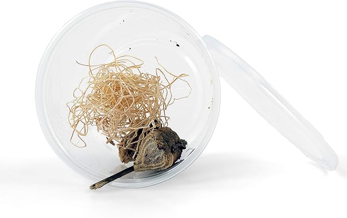 Praying Mantis Egg Cases - 2 Extra Large Cases