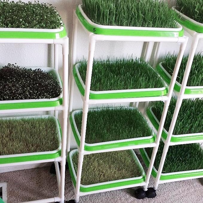 20 Pack 12.6 x 10 x 1.8 inch Microgreens Growing Trays BPA-Free Sprouting Trays Germination Tray for Beans Wheatgrass &amp Microgreens Home Kitchen &amp Garden