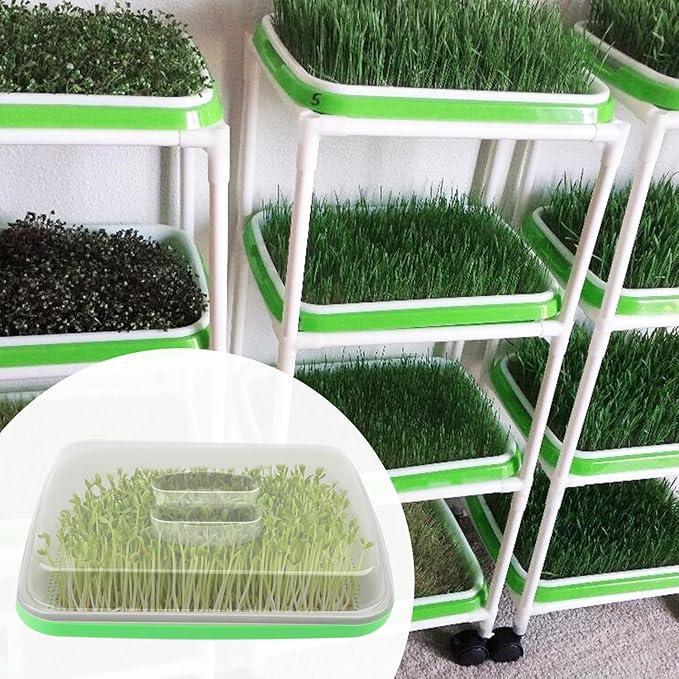 10 Pack 12.6 x 10 x 4.8 inch Microgreens Growing Trays with Lids BPA-Free Sprouting Trays Germination Tray for Beans Wheatgrass &amp Microgreens Home Kitchen &amp Garden