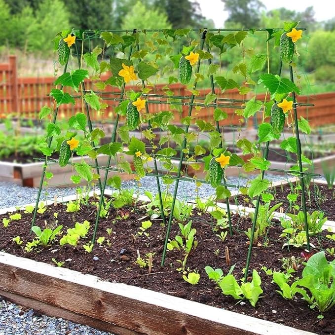 Cucumber Trellis Plant Stakes Tomato Cage Plant Support Garden Trellis for Flowers Vines Vertical Climbing Plants Yard- 60 cmx60 cm
