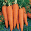 Danvers 126 Carrot Seed - 5 Lb Bulk ~1600000 Seeds - Non-GMO Heirloom Vegetable Garden Seeds - Gardening Microgreens