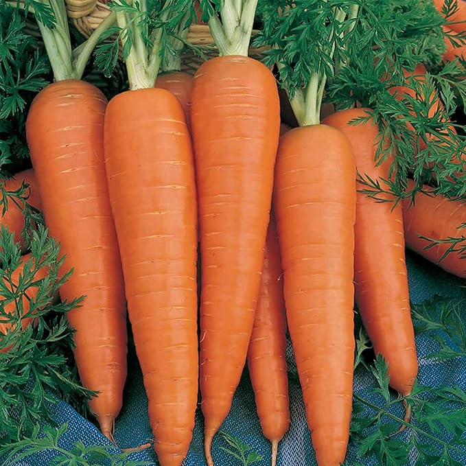 Danvers 126 Carrot Seed - 5 Lb Bulk ~1600000 Seeds - Non-GMO Heirloom Vegetable Garden Seeds - Gardening Microgreens