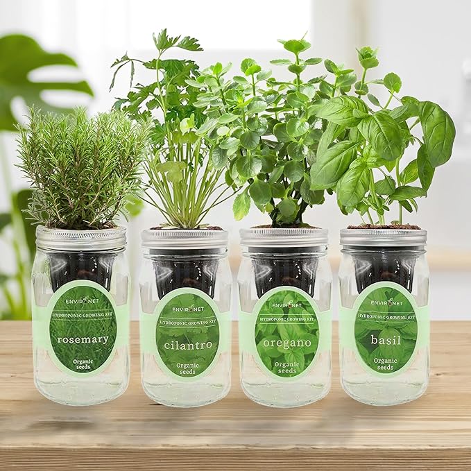 Hydroponic Mason Jar Organic Herb Seed Starter Kits - Mediterranean Herb Mix Growing Kits Windowsill Herb Garden Gardening Gift (Rosemary Cilantro Oregano Basil)