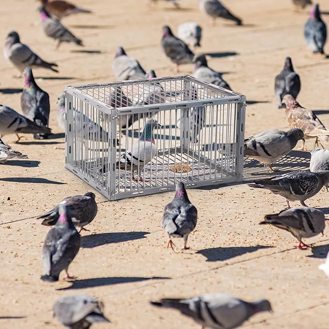 Pigeon Trap with Escape-Proof DesignPigeon Cage with One-Way EntryIdeal Pigeons CoopChicken and Bird Trap CagePortable &amp Easy AssemblyUnharmful Made of High-Strength Iron with Anti-Rust Paint