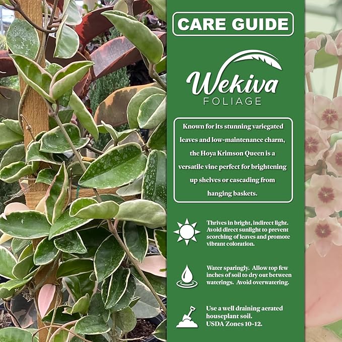 Hoya Krimson Queen and Soil Mix Combo - Live Plant in a 4 Inch Pot with 1 Quart HousePlant Soil Mix - Hoya Carnosa 'Krimson Queen' with Custom Soil Blend