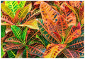Professional Nursery Grade Croton Fertilizer 4 LB Six Month Slow Release Plant Food for Codiaeum variegatum