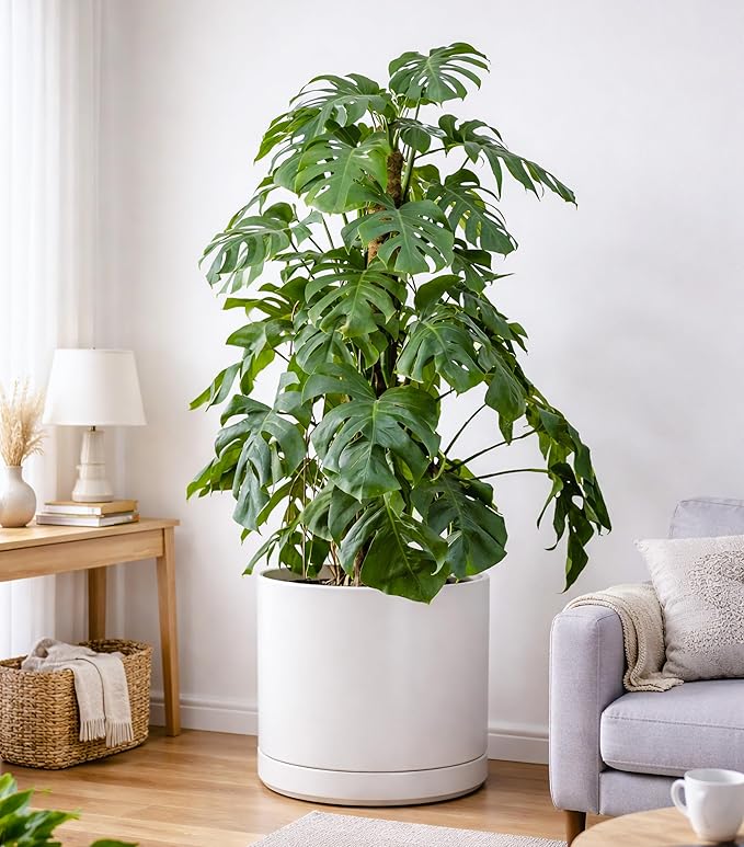 D'vine Dev 16 Inch Ceramic Planter Pot with Drainage Hole and Saucer Indoor Cylinder Round Planter Pot White 94-O-H-1