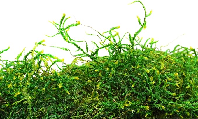 SuperMoss (25325) Forest Moss Preserved Fresh Green 3 Pounds