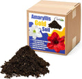 Chalily Amaryllis Potting Soil Perfect Planting Indoor &amp Outdoor House Tropical Mix Well Draining Houseplant Gardening Dirt Flower Paperwhites Hyacinth Premium Garden Poting (16 qt)