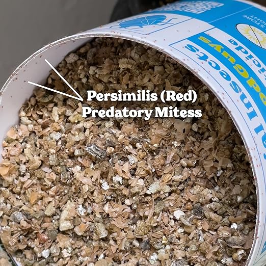 25000 Predatory Mites Amblyseius Swirskii Bottle