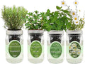 Hydroponic Mason Jar Organic Herbal Tea Seed Starter Kits - Herbal Tea Garden Growing Kits Gardening Gift Grow Your Own Herbal Teas Indoor (Chamomile Mint Lemon Balm Rosemary)