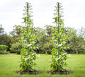 Trellis for Climbing Plants Outdoor or Indoor2 Pack 73inch Tall Garden Trellis for Climbing PlantsMetal Plants Trellis Support for Vine VegetablesFlowers