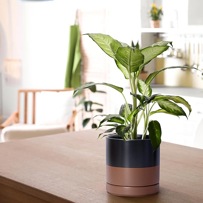 D'vine Dev 6.5 Inch Ceramic Planter Pot with Drainage Hole and Saucer Indoor Cylinder Round Planter Pot Black/Speckled Tan 94-O-C-7