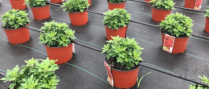SRW Products GC Pro Premium Landscape Ground Cover Fabric 6' x 300'