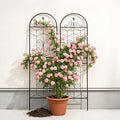 2 Pack Large Garden Trellis Heavy Duty Rustproof Iron Plant Trellis for Potted Plant Support Metal Climbing Rose Trellis Vine Vegetable Cucumber Black -71 H x 19.7 W