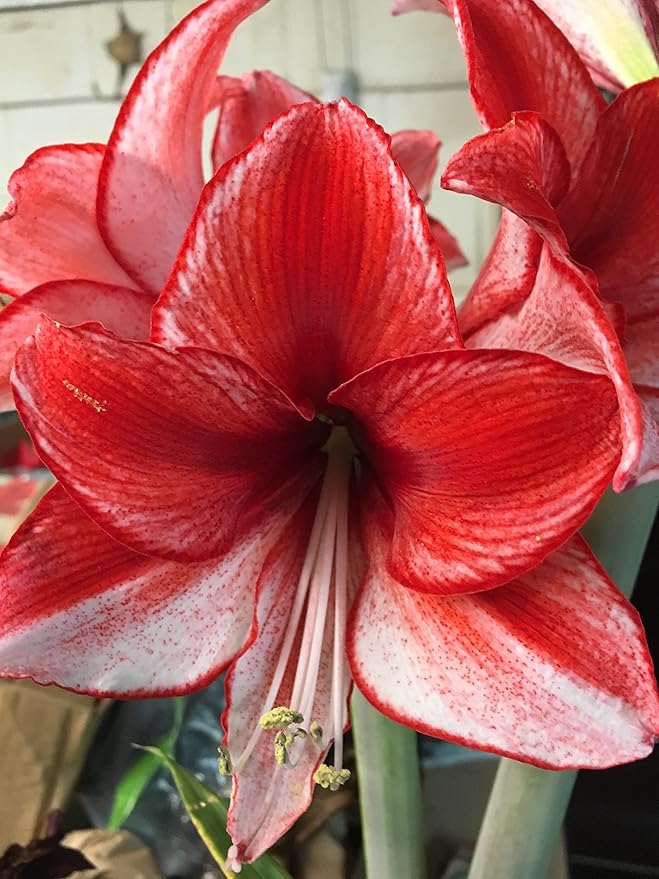 Tin Charisma Amaryllis Holiday Gift Growing Kit Deluxe Edition. Includes a Rustic Tin Pot a Large Charisma Bulb in a Burlap Bag with a Red Ribbon and Growing Medium