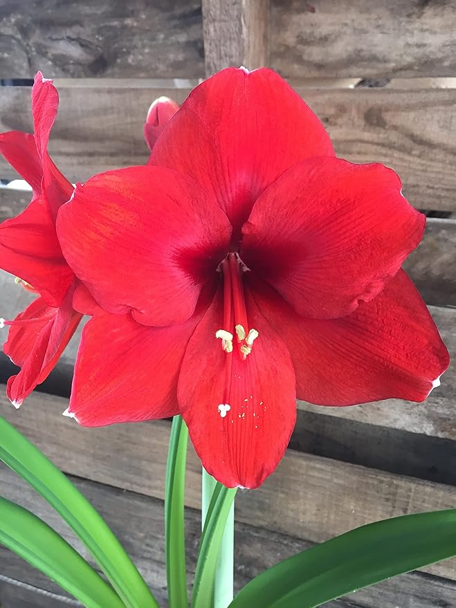 Rustic Tin Red Lion Amaryllis Holiday Gift Growing Kit Deluxe Edition. Includes a Rustic Silver Pot 1 Large Bulb a Burlap Gift Bag and Professional Growing Medium