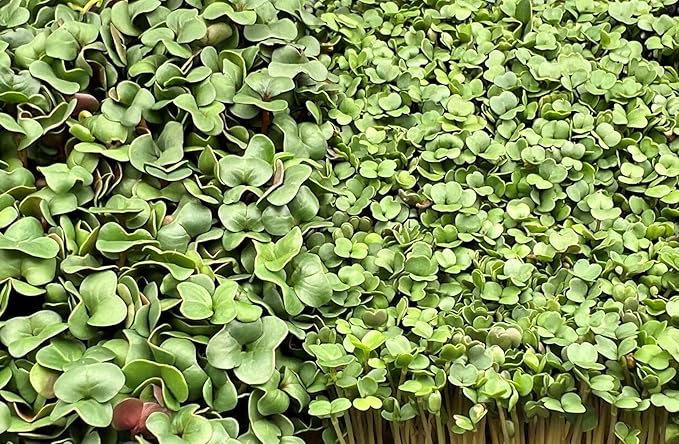 All-Natural Hemp Mat for Growing Microgreens 10 x 20 – Water Retention High Germination Ideal for Microgreens Sprouts &amp Wheatgrass – Premium Hemp Fiber Grow Pads for Optimal Plant Health(10 P