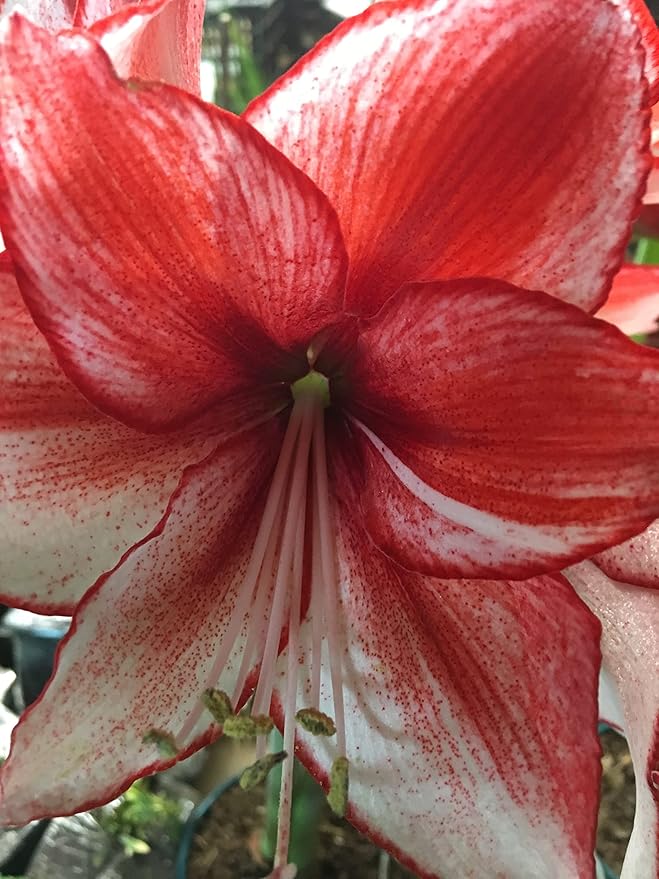 Tin Charisma Amaryllis Holiday Gift Growing Kit Deluxe Edition. Includes a Rustic Tin Pot a Large Charisma Bulb in a Burlap Bag with a Red Ribbon and Growing Medium