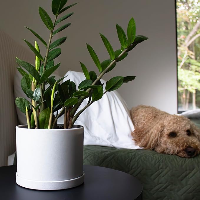 Bloem Mathers Round Planter with Saucer Tray: 6 - Cement - Modern Design Durable Plastic Pot Removable Saucer for Indoor &amp Outdoor Use Gardening .67 Gallon Capacity