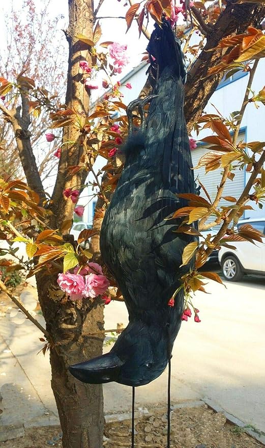 22 inch More Large Size Realistic Hanging Dead Crow Decoy for CrowsPerfect Halloween Decorations！
