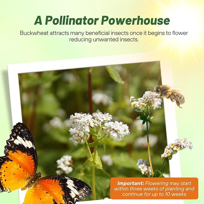 Outsidepride Buckwheat Seeds - 10lbs Annual Fast-Growing Easy to Grow Buckwheat Cover Crop Seeds for Green Manure Bee Pasture &amp Pollinators Wildlife Habitat Soil Improvement and Erosion Cont