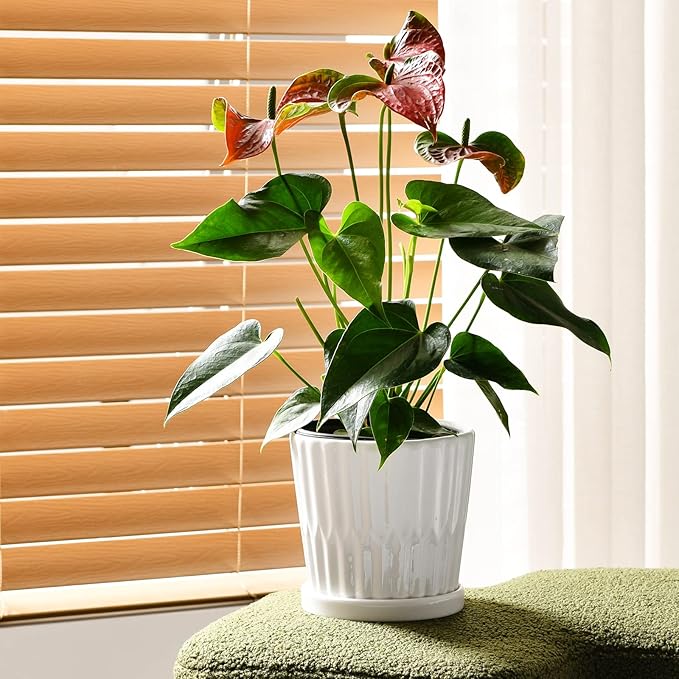 Ton Sin Plant PotsWhite 6 Inch Flower Pots for PlantsCeramic Planter with Drainage HolesIndoor Planter Pots with SaucerOutdoor Garden Pots (White 4 Pack)