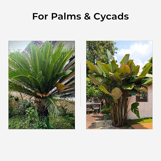Real Growers Palm Tree Fertilizer 12-4-11 | 12-Month Slow Release Granular Plant Food for Queen Palm Sago Palm Date Palm Cycad | 5 lb
