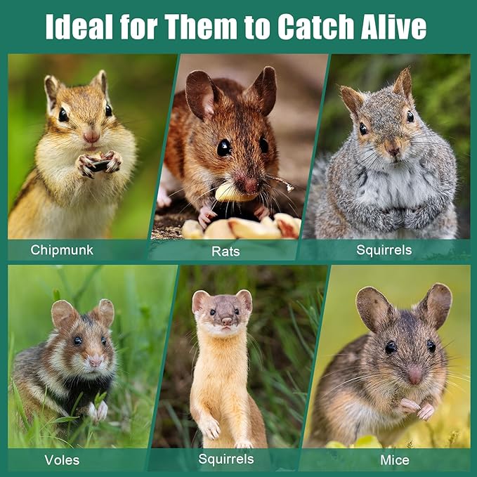 Live Animal Cage Trap Durable Humane Animal Trap for Squirrels Weasels Chipmunks and Small Animals Easy Catch &amp Release (1 Trap)
