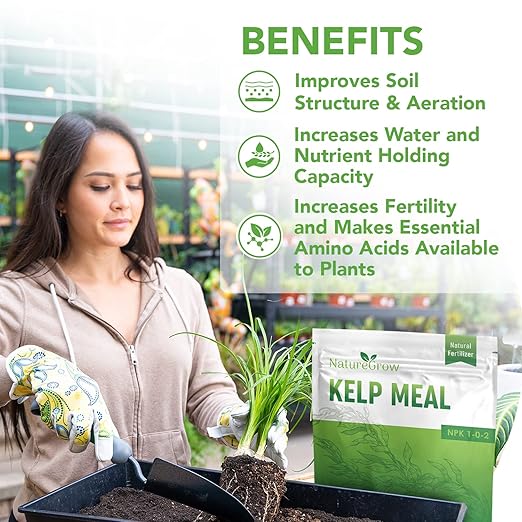 Kelp Meal1-0-2 Natural Plant Food Boost Plant Health and Yield! (3lb)