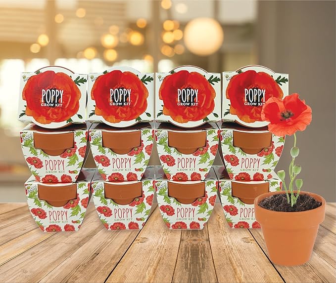 BUZZY Seeds 12-Pack Poppy Grow Kit – Mini Terracotta Pots with Poppy Seeds and Growing Medium – Bulk Gardening Gifts Wedding Favors Classroom Activities and Party Favor Flower Kits