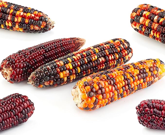 Corn Seeds - Ornamental - Rainbow (Multicolors Flint) - 5 Lb ~16000 Seeds - Zea mays - Farm &amp Garden Vegetable Seeds - Non-GMO Heirloom Open Pollinated Annual