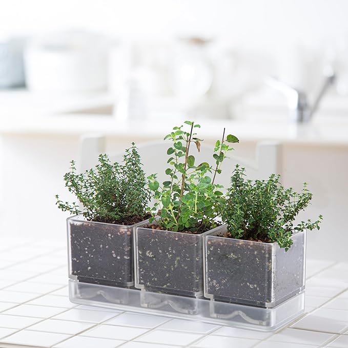 D'vine Dev Herb Garden Planter Set Plastic Plant Pots with Drainage and Saucer Indoor Succulent Cactus Vegetable Pot for Windowsill Garden Balcony Clear Set of 2 76-V-D-2