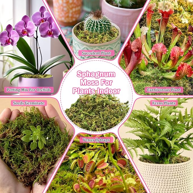 Riare 4.4LBS Premium Sphagnum Moss for Plants- 80QT Natural Dried Plant Moss for Potted Plants Orchid Moss for Repotting Soft Green Decorative Moss for Succulents Reptiles &amp DIY Crafts