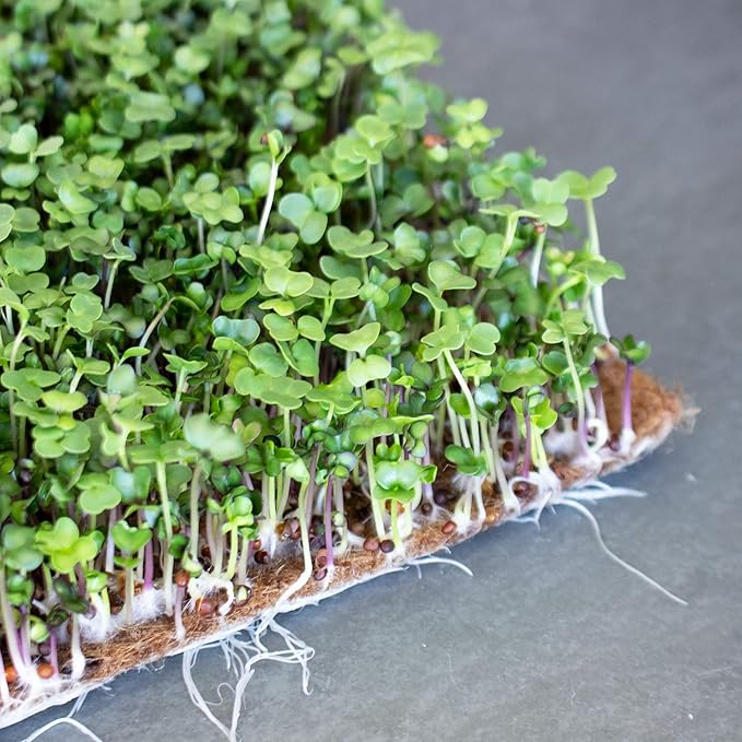 Handy Pantry Pro Micro Jute Microgreens Grow Mats 10x20 Inches for 1020 Growing Trays - Pack of 100 Pads - Hydroponic Grow Media for Micro Greens &amp Wheatgrass