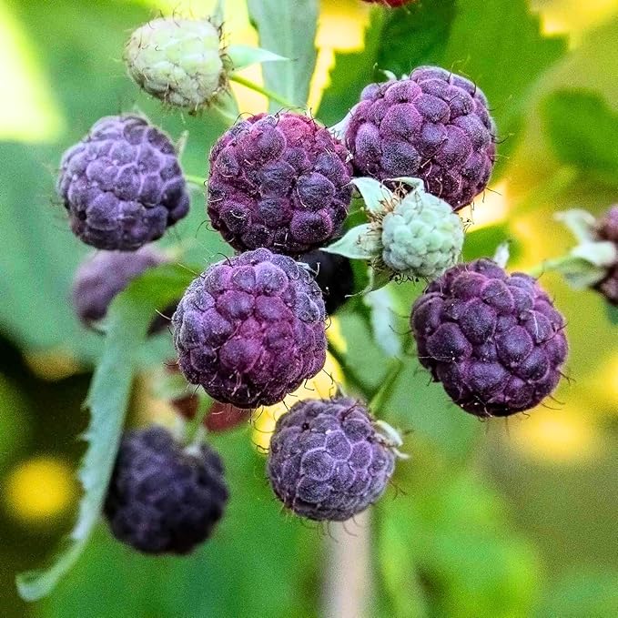 4 Mixed Raspberry Plants Live 5-9 Inch Tall Raspberry Fruit Trees for Outdoor Growing Raspberry Seedling