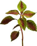edn SmallGarden Painted Nettle SeedPods - 10 Pack