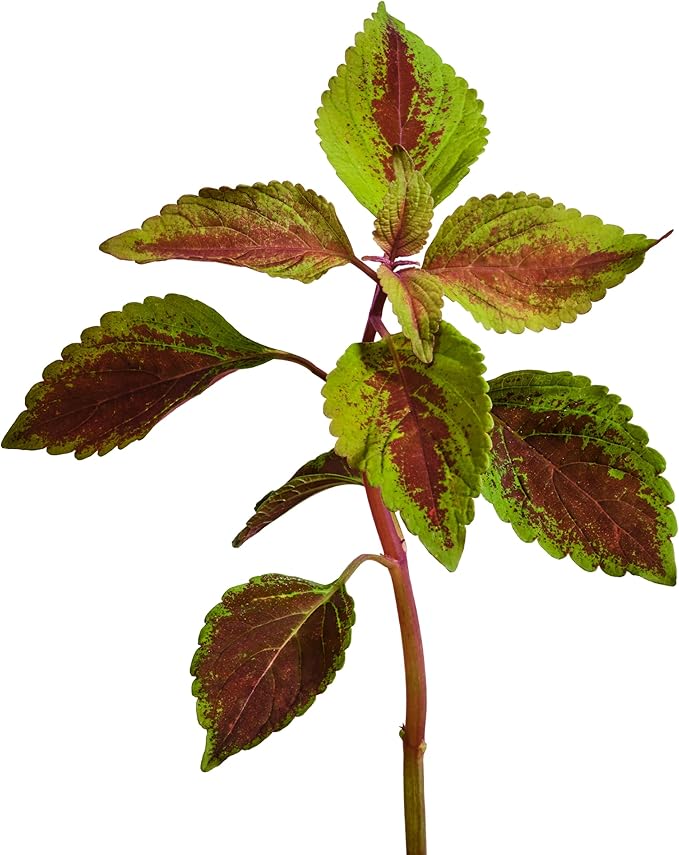 edn SmallGarden Painted Nettle SeedPods - 10 Pack