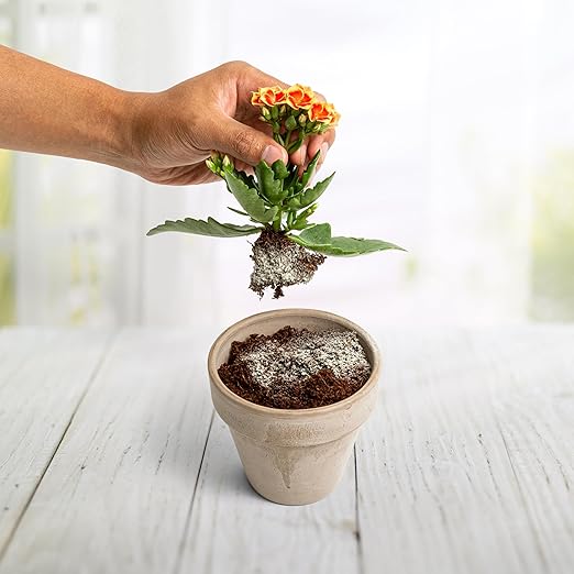 Myco Bliss Powder (20lbs) - Mycorrhizal Fungi for Soil - 5 Strain Mycorrhizal Inoculant with 1000 Propagules Per Gram - Highly Concentrated Mycorrhizae for Plants Potting Soil &amp Garden Soil
