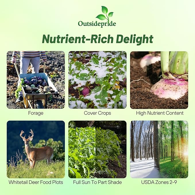 Outsidepride Purple Top Turnip Seeds - 10 Lbs High-Yield High Protein Turnip Seed Ideal Cover Crop for Forage Grazing Livestock High Energy Deer Food Plot &amp Soil Improvement