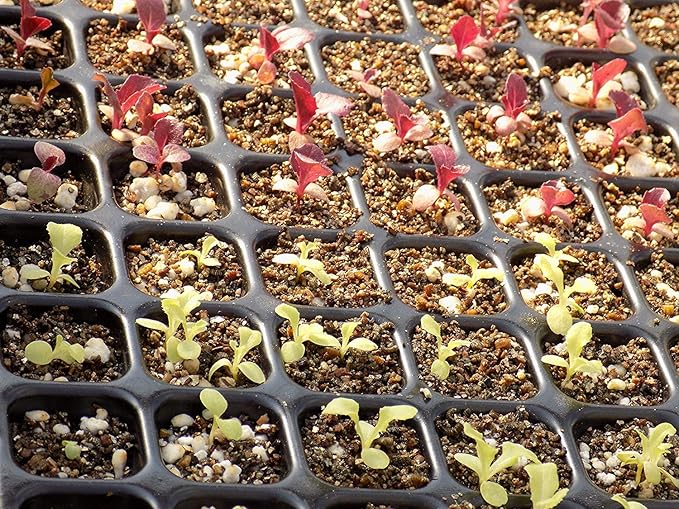 AIFUSI 10 Pack Seed Starter Kit 72 Cell Seedling Trays Gardening Germination Plastic Tray Nursery Pots Mini Propagator Plant Grow Kit Plug Tray Starting Trays for Seedling Germination