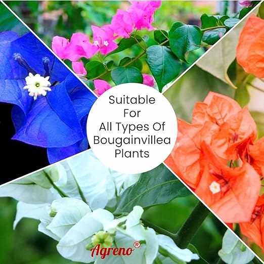 Agreno® Bougainvillea Buds and Bloom Booster Essential Organic Powerful Fertilizer Granule for Overall Fast Growth and Heavy Flowering of Bougainvillea Plants. (1 kg)