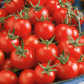 Fox Cherry Tomato Seeds - 4 Oz ~27200 Seeds - Non-GMO - Vegetable Garden - Solanum lycopersicum