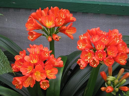Peters Professional Bloom Booster 10-30-20 3 pounds. Water Soluble Fertilizer with Micronutrients.