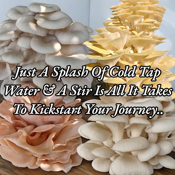 Two 5lb Oyster Mushroom Grow Kits with Live Mycelium Blue and Florida Oyster Varieties Complete Indoor Cultivation Set