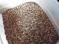Organic Dried Sheep Manure - 5 Pounds