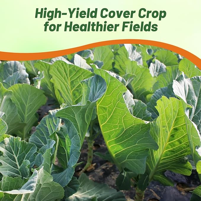 Outsidepride Bayou Kale Seeds - 5 lb. Annual Versatile &amp Cold-Tolerant Cover Crop Seeds for Planting Large Resilient Foliage for Livestock Grazing Erosion Control &amp Easy Growth