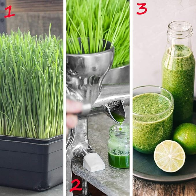 10 x 10 Garden Growing Trays with Drain Holes - 10-pack Recyclable Plastic Plant Trays for Wheatgrass Sprouting Tray Microgreens Growing Trays Hydroponic Trays Nursery Flats Greenhouse Supplies