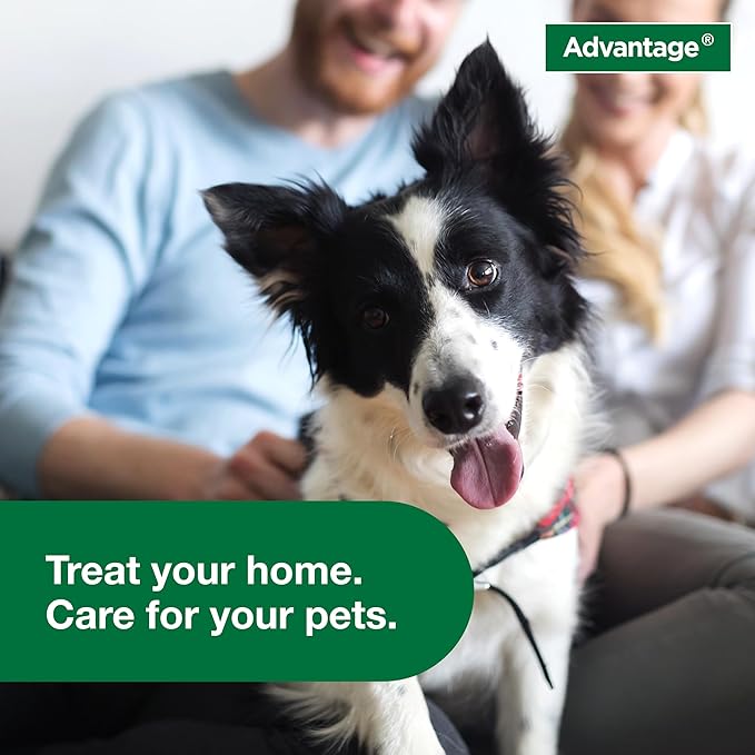 Advantage Household Fogger | Kills Fleas &amp Ticks | Flea Fogger for Home | 2 oz. Canisters (Pack of 3)