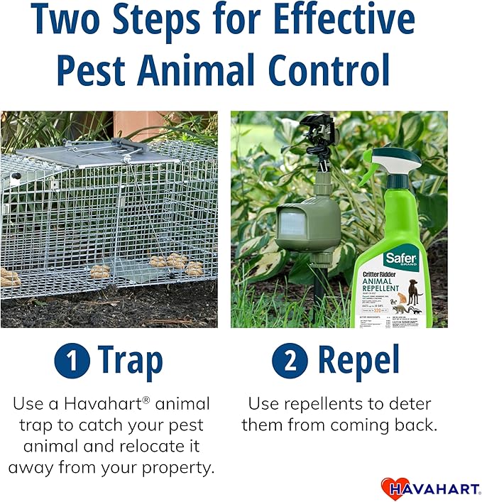 Havahart Medium 1-Door Humane Catch and Release Animal Trap for Rabbit Skunk Mink and Squirrel - Professional Style Live Catch Trap - 1078SR - Humane Capture and Release